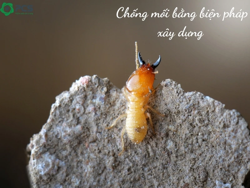 Công trình nào cần chống mối 